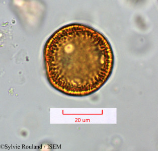 Moehringia dasyphylla - lame n° 31340