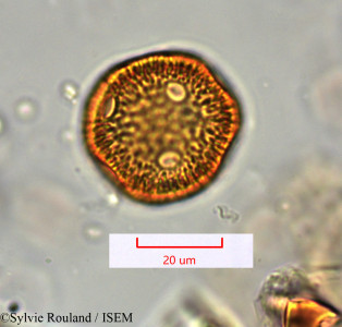 Moehringia dasyphylla - lame n° 31340