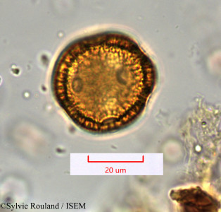Moehringia dasyphylla - lame n° 31340