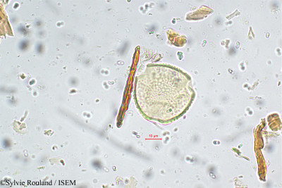 Moghania grahamiana - lame n° 5641