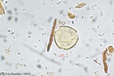 Moghania grahamiana - lame n° 5641