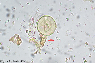 Moghania grahamiana - lame n° 5641