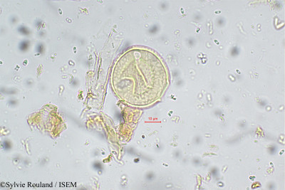Moghania grahamiana - lame n° 5641