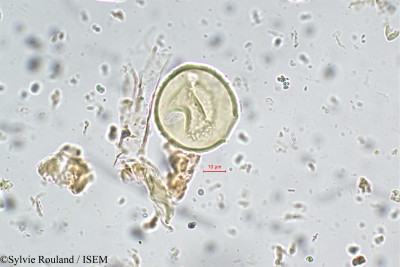 Moghania grahamiana - lame n° 5641