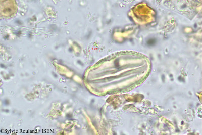Sylvie.Rouland/Moghania_lineata_5580/Moghania_lineata_5580_0001(copy)_thumb.jpg