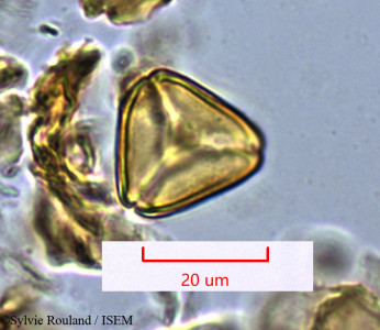 Sylvie.Rouland/Molinaea_arborea_1279/Molinaea_arborea_1279_0001(copy)_thumb.jpg