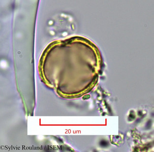 Sylvie.Rouland/Mollugo_cerviana_1389/Mollugo_cerviana_1389_0001(copy)_thumb.jpg