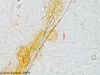 Sylvie.Rouland/Mollugo_decandra_3007/Mollugo_decandra_3007_0001(copy)_thumb.jpg