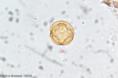 Sylvie.Rouland/Mollugo_disticha_5775/Mollugo_disticha_5775_0001(copy)_thumb.jpg