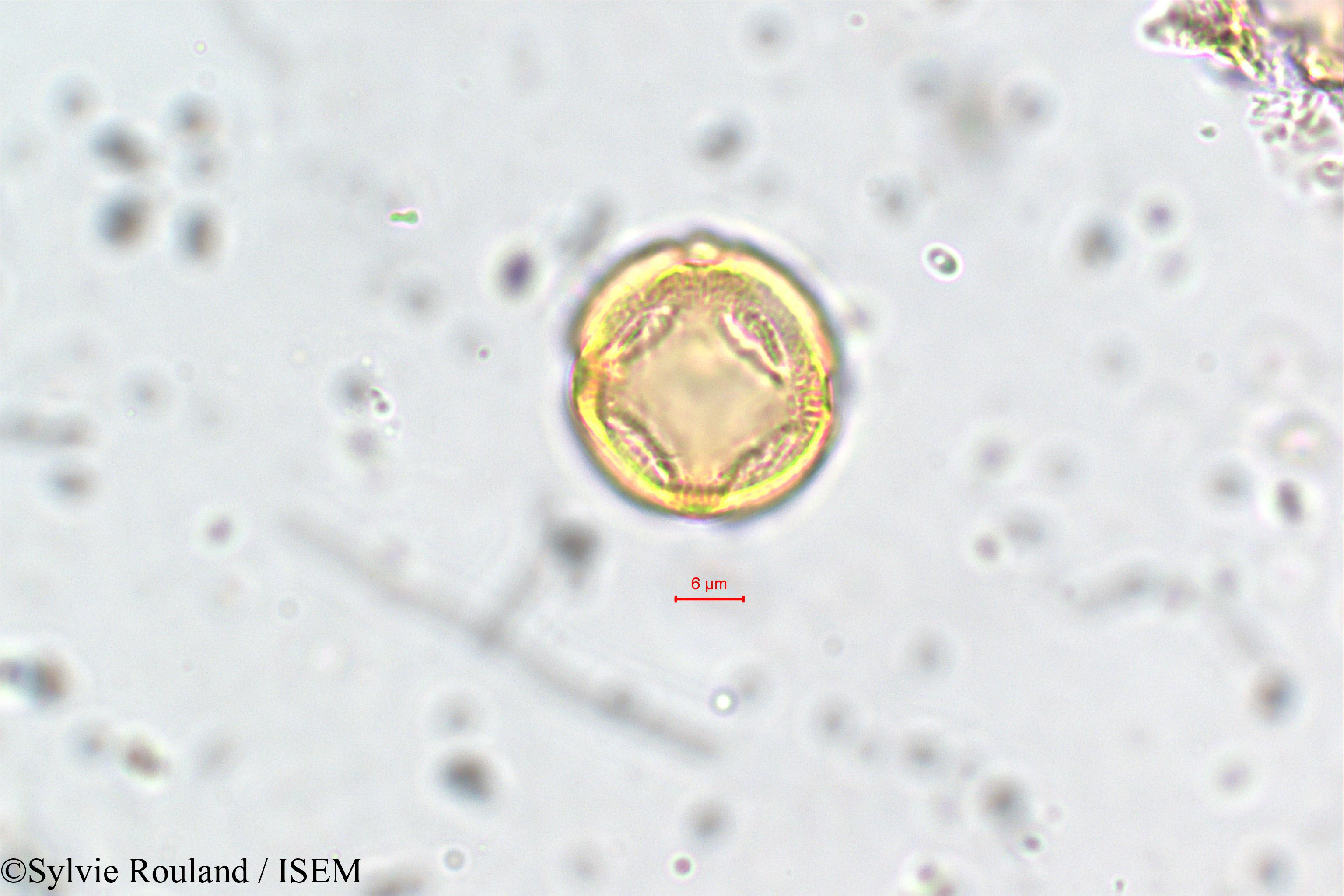 Sylvie.Rouland/Mollugo_disticha_5775/Mollugo_disticha_5775_0002(copy).jpg