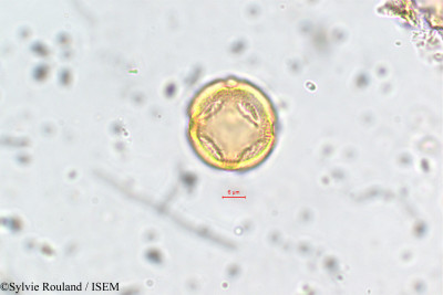 Mollugo disticha - lame n° 5775