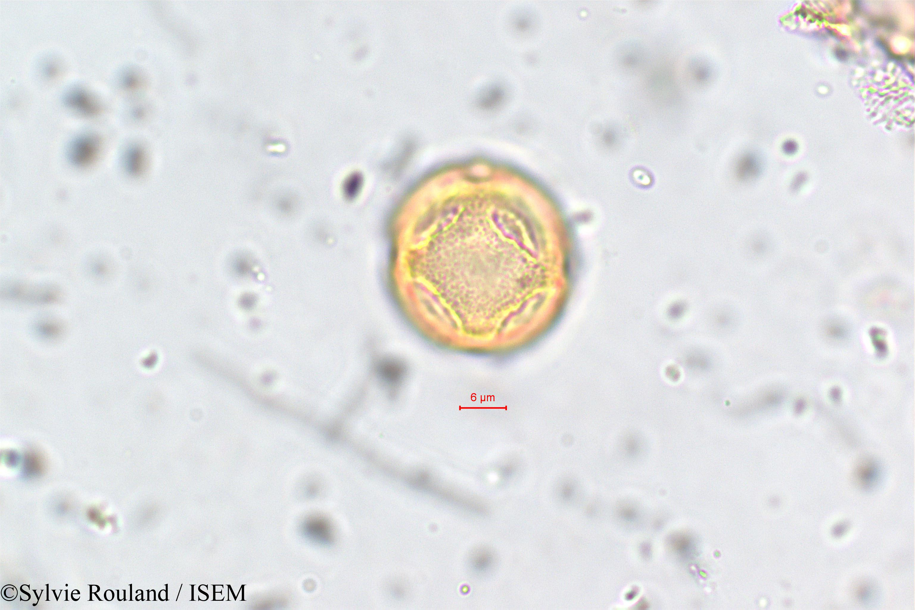 Sylvie.Rouland/Mollugo_disticha_5775/Mollugo_disticha_5775_0003(copy).jpg
