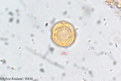 Mollugo disticha - lame n° 5775