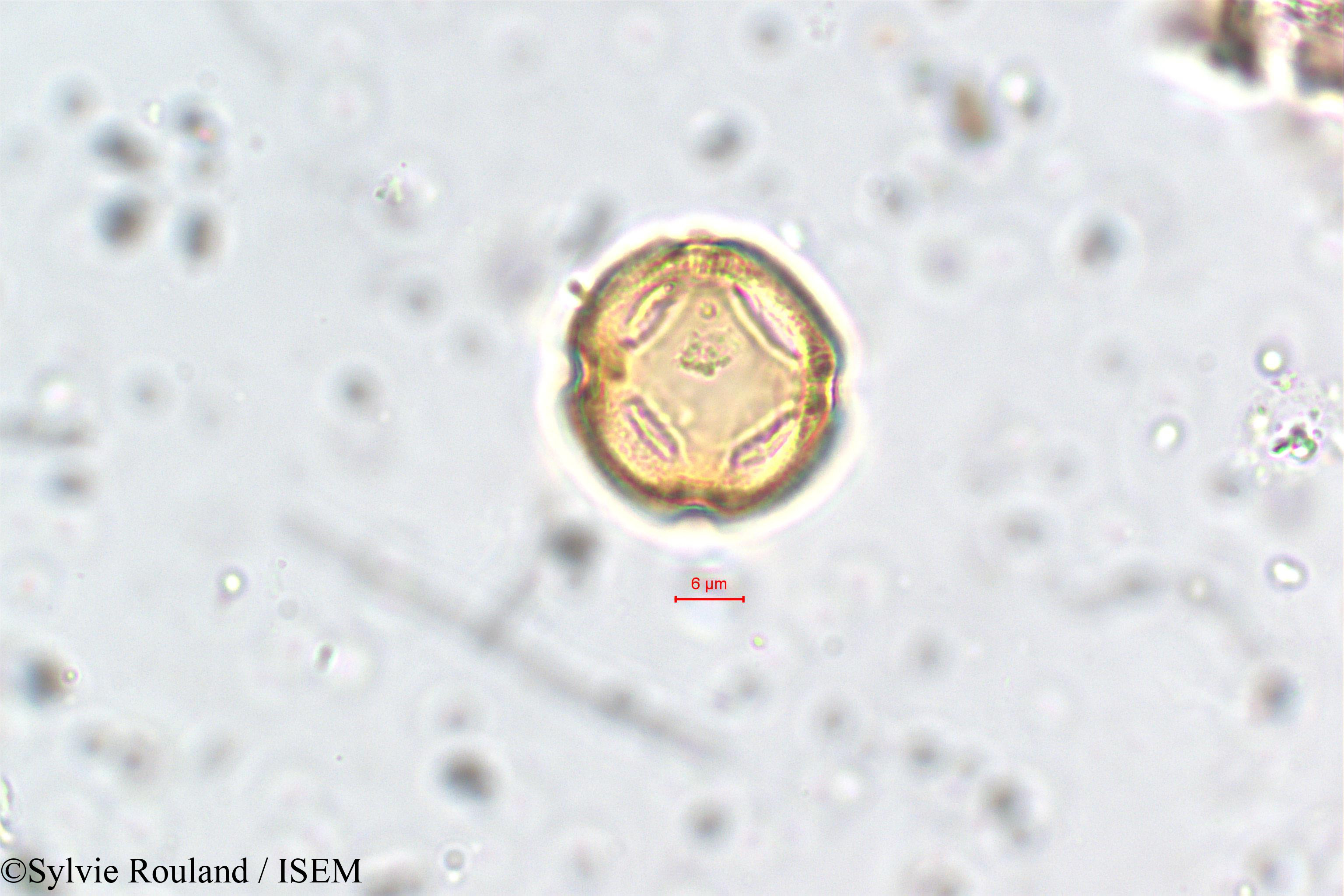Sylvie.Rouland/Mollugo_disticha_5775/Mollugo_disticha_5775_0004(copy).jpg