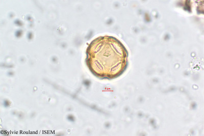 Mollugo disticha - lame n° 5775