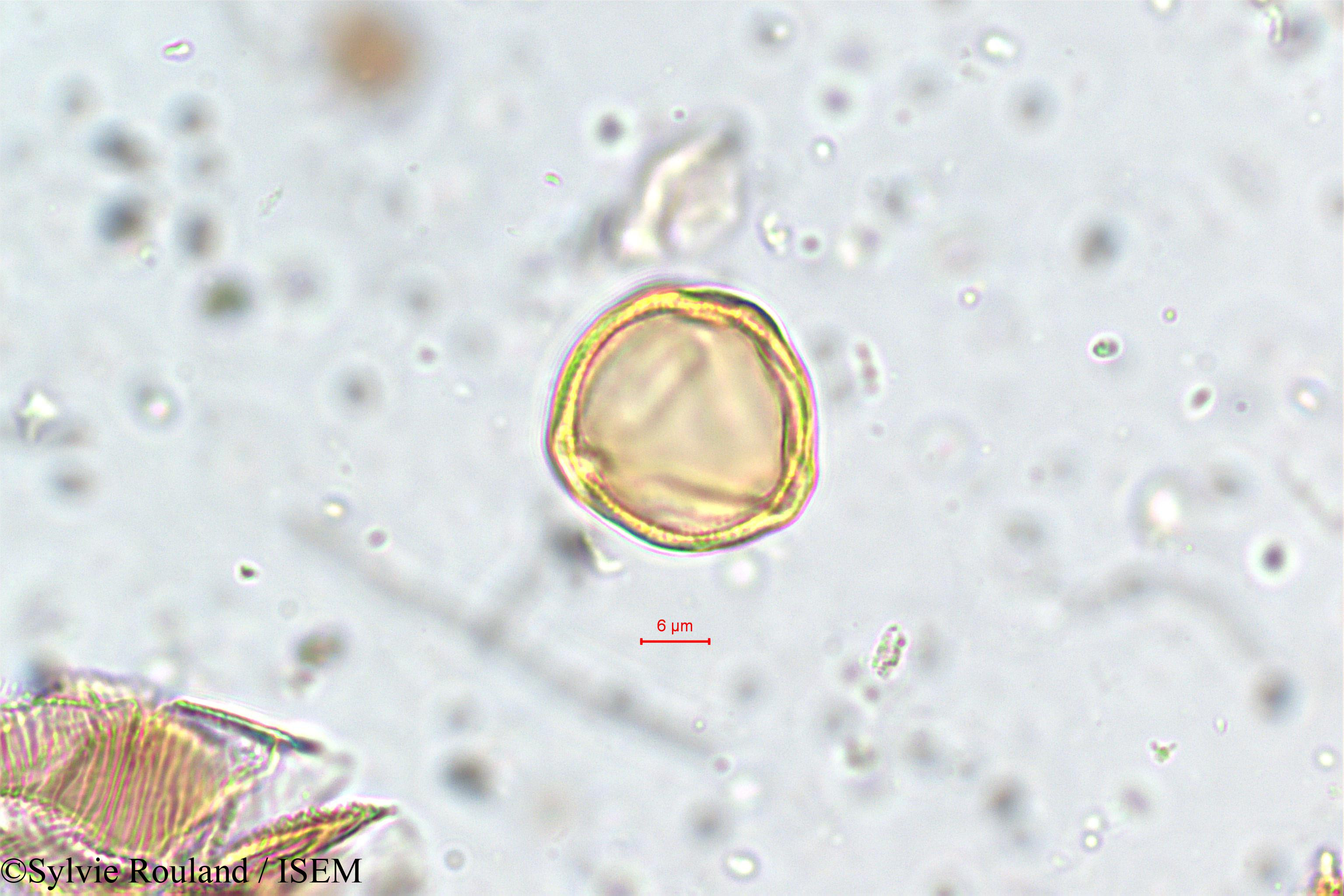 Sylvie.Rouland/Mollugo_disticha_5775/Mollugo_disticha_5775_0005(copy).jpg
