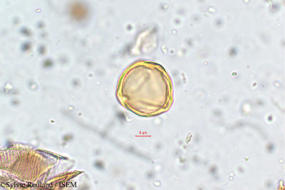 Mollugo disticha - lame n° 5775