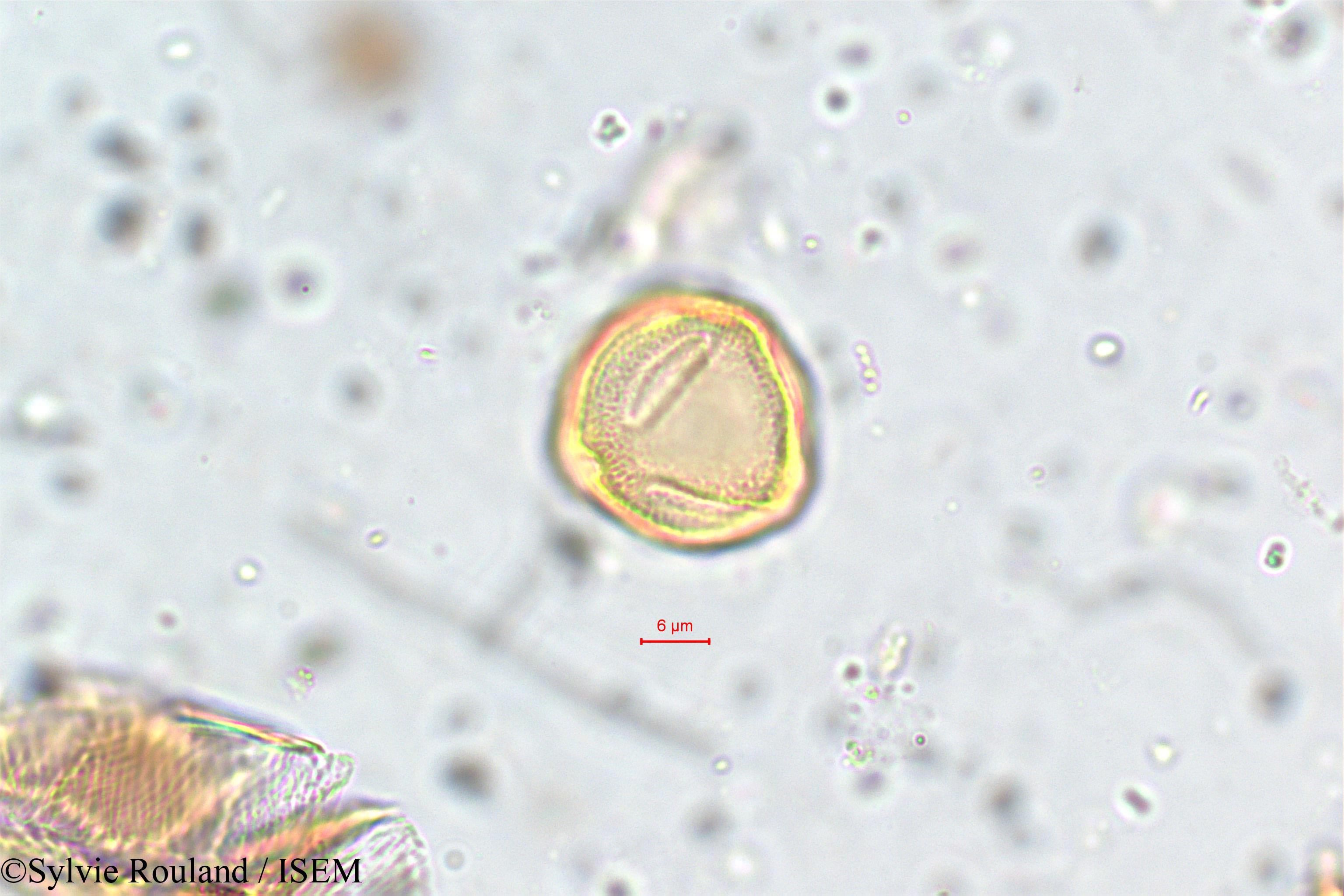 Sylvie.Rouland/Mollugo_disticha_5775/Mollugo_disticha_5775_0006(copy).jpg