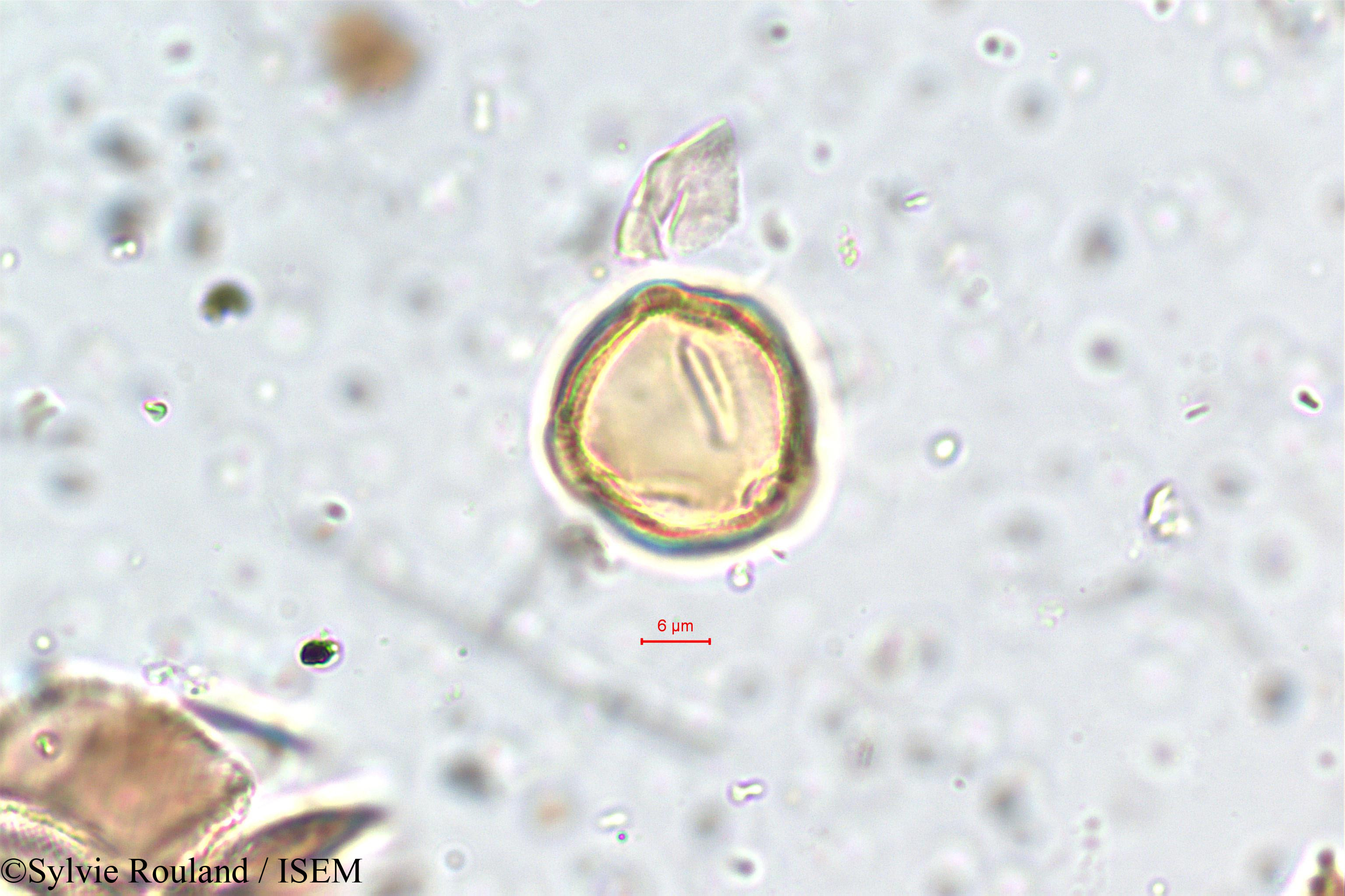 Sylvie.Rouland/Mollugo_disticha_5775/Mollugo_disticha_5775_0007(copy).jpg