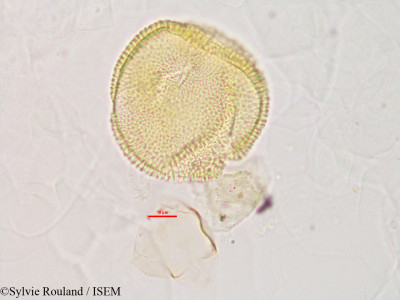 Sylvie.Rouland/Momordica_charantia_2843/Momordica_charantia_2843_0001(copy)_thumb.jpg