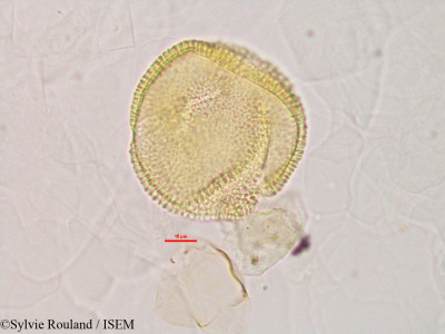 Momordica charantia - lame n° 2843