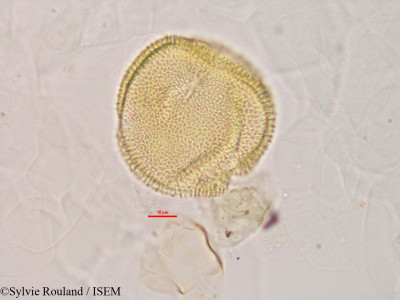 Momordica charantia - lame n° 2843