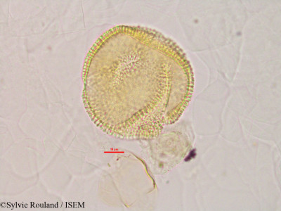 Momordica charantia - lame n° 2843