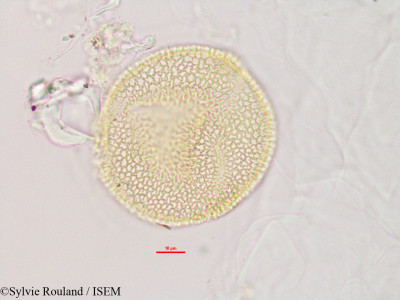 Momordica charantia - lame n° 2843