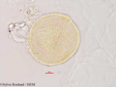 Momordica charantia - lame n° 2843