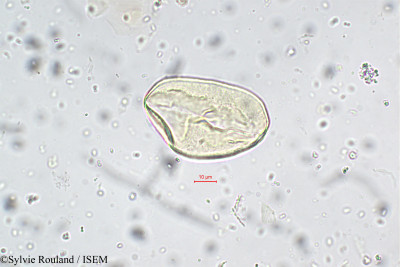 Sylvie.Rouland/Monochoria_hastifolia_5739/Monochoria_hastifolia_5739_0001(copy)_thumb.jpg