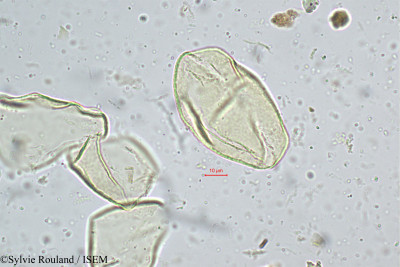 Sylvie.Rouland/Monochoria_vaginalis_5204/Monochoria_vaginalis_5204_0001(copy)_thumb.jpg