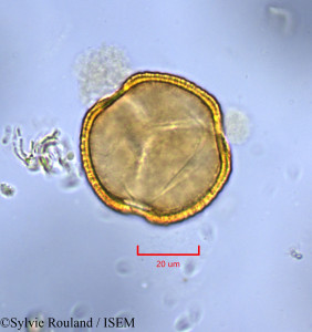 Sylvie.Rouland/Monopetalanthus_durandii_1734/Monopetalanthus_durandii_1734_0001(copy)_thumb.jpg
