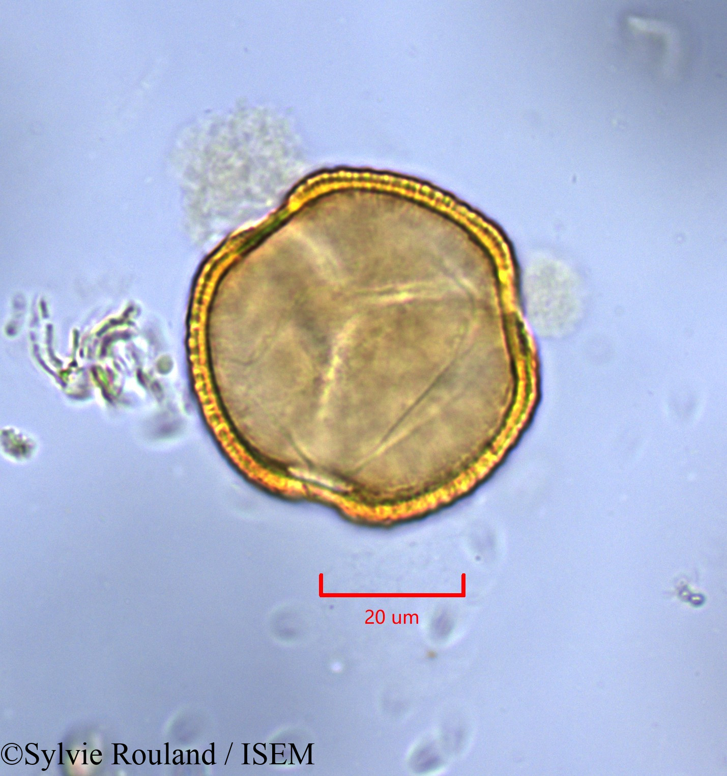Sylvie.Rouland/Monopetalanthus_durandii_1734/Monopetalanthus_durandii_1734_0004(copy).jpg