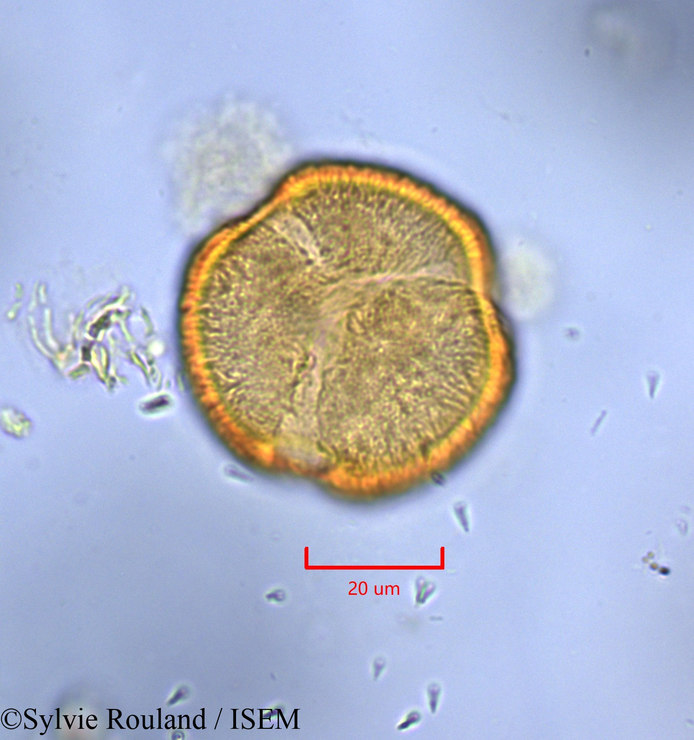 Sylvie.Rouland/Monopetalanthus_durandii_1734/Monopetalanthus_durandii_1734_0005(copy).jpg