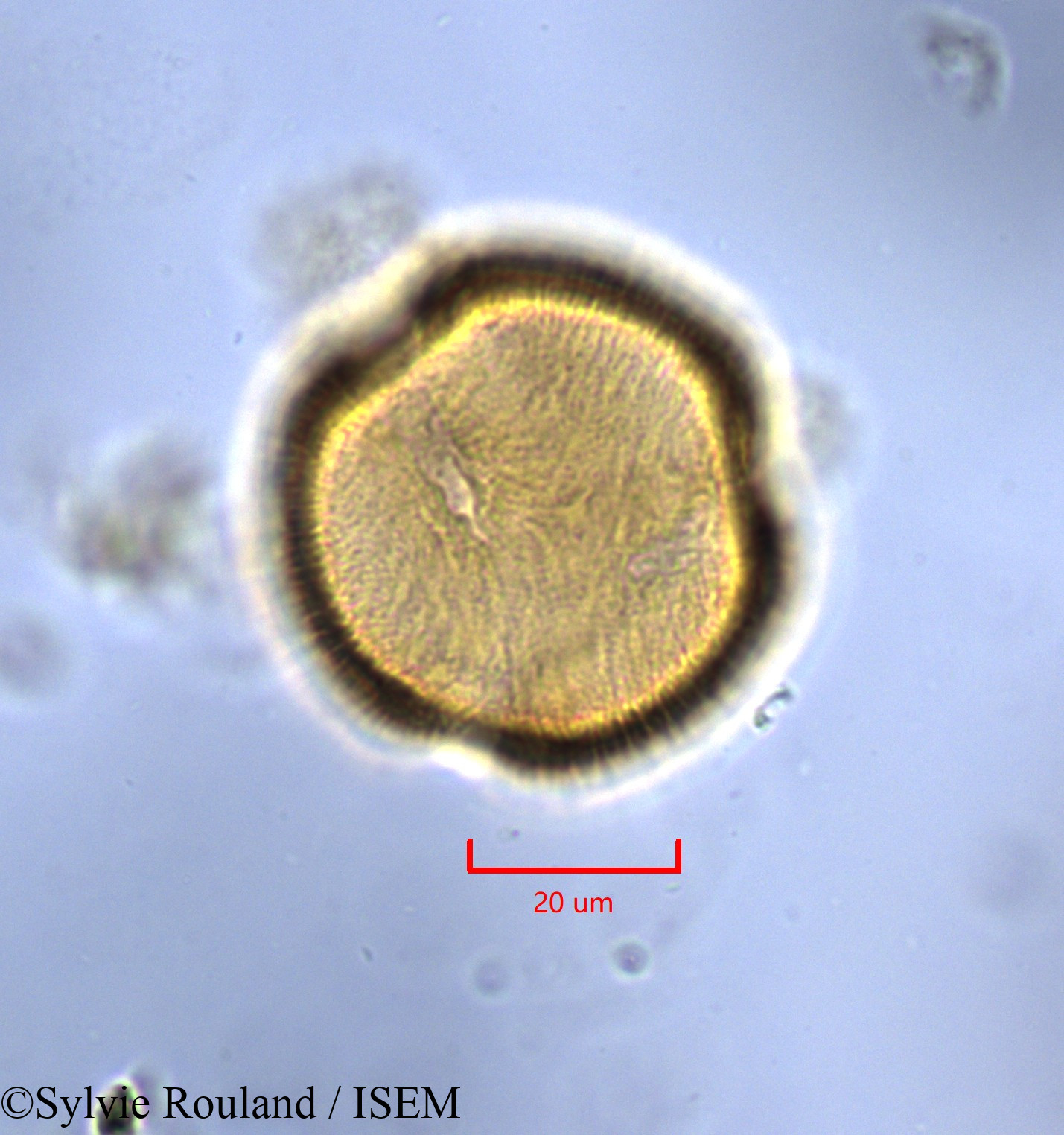Sylvie.Rouland/Monopetalanthus_durandii_1734/Monopetalanthus_durandii_1734_0006(copy).jpg