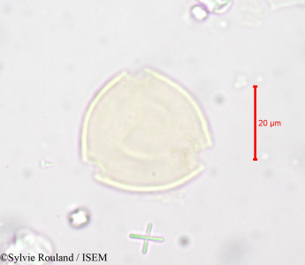 Monotropa hypopitys - lame n° 724