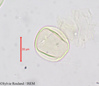 Monotropa hypopitys - lame n° 724