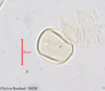 Monotropa hypopitys - lame n° 724