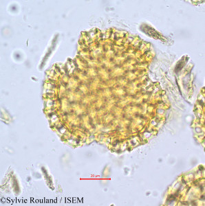 Sylvie.Rouland/Monsonia_biflora_717/Monsonia_biflora_717_0001(copy)_thumb.jpg