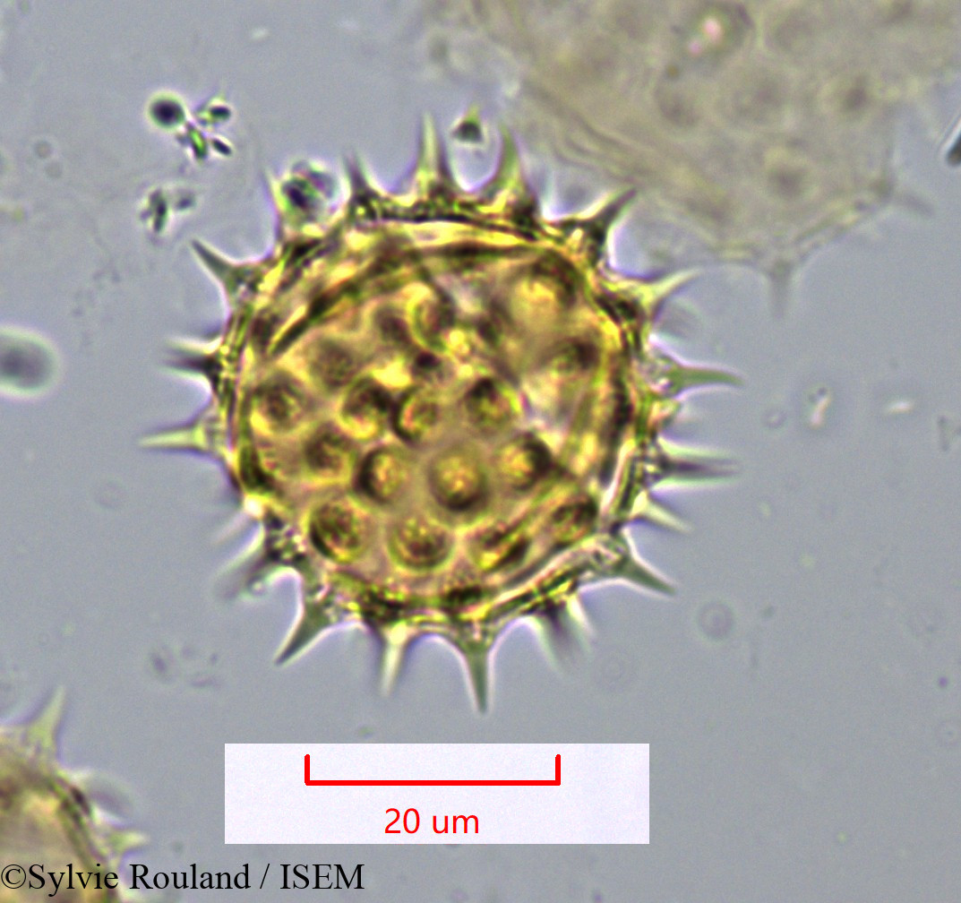 Sylvie.Rouland/Montanoa_bipinnatifida_1072/Montanoa_bipinnatifida_1072_0001(copy).jpg