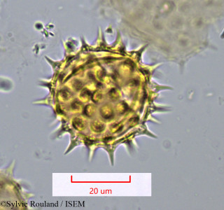 Sylvie.Rouland/Montanoa_bipinnatifida_1072/Montanoa_bipinnatifida_1072_0001(copy)_thumb.jpg