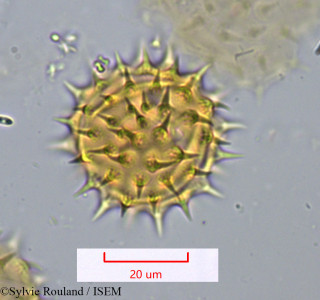 Montanoa bipinnatifida - lame n° 1072