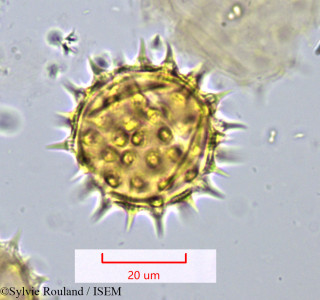Montanoa bipinnatifida - lame n° 1072