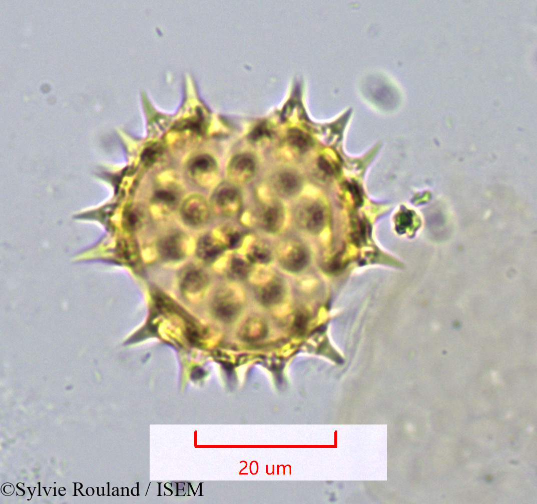 Sylvie.Rouland/Montanoa_bipinnatifida_1072/Montanoa_bipinnatifida_1072_0004(copy).jpg