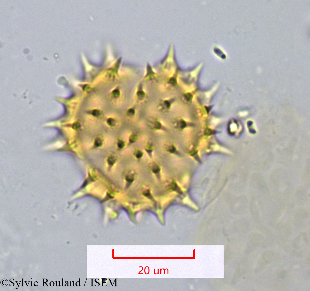 Sylvie.Rouland/Montanoa_bipinnatifida_1072/Montanoa_bipinnatifida_1072_0005(copy).jpg