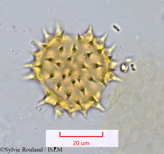 Montanoa bipinnatifida - lame n° 1072
