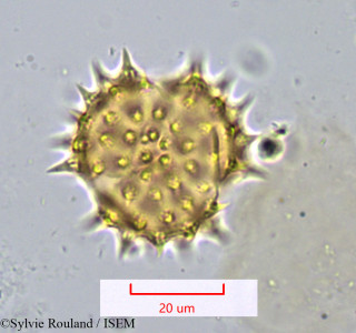 Montanoa bipinnatifida - lame n° 1072