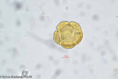 Sylvie.Rouland/Montia_fontana_187/Montia_fontana_187_0001(copy)_thumb.jpg