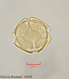 Sylvie.Rouland/Montrouziera_verticillata_47230/Montrouziera_verticillata_47230_0001(copy)_thumb.jpg