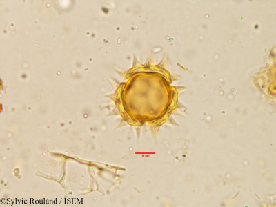 Sylvie.Rouland/Moonia_heterophylla_3874/Moonia_heterophylla_3874_0001(copy)_thumb.jpg